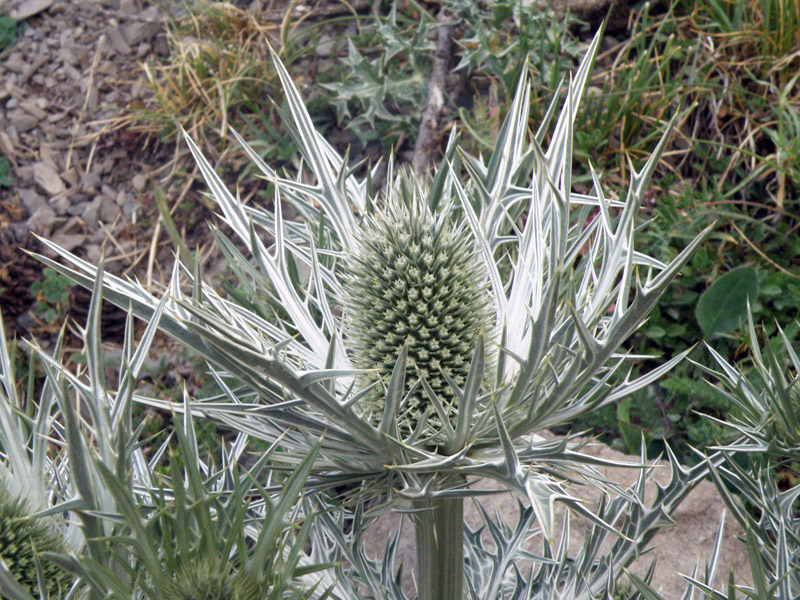 Eryngium spinalba - Calcatreppola spina-argentata